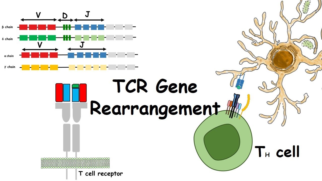 Are T Cell Receptors Inherited? Unraveling The Genetic Code