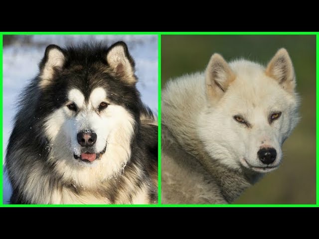 Top 10 razas de PERROS con apariencia de LOBOS - YouTube