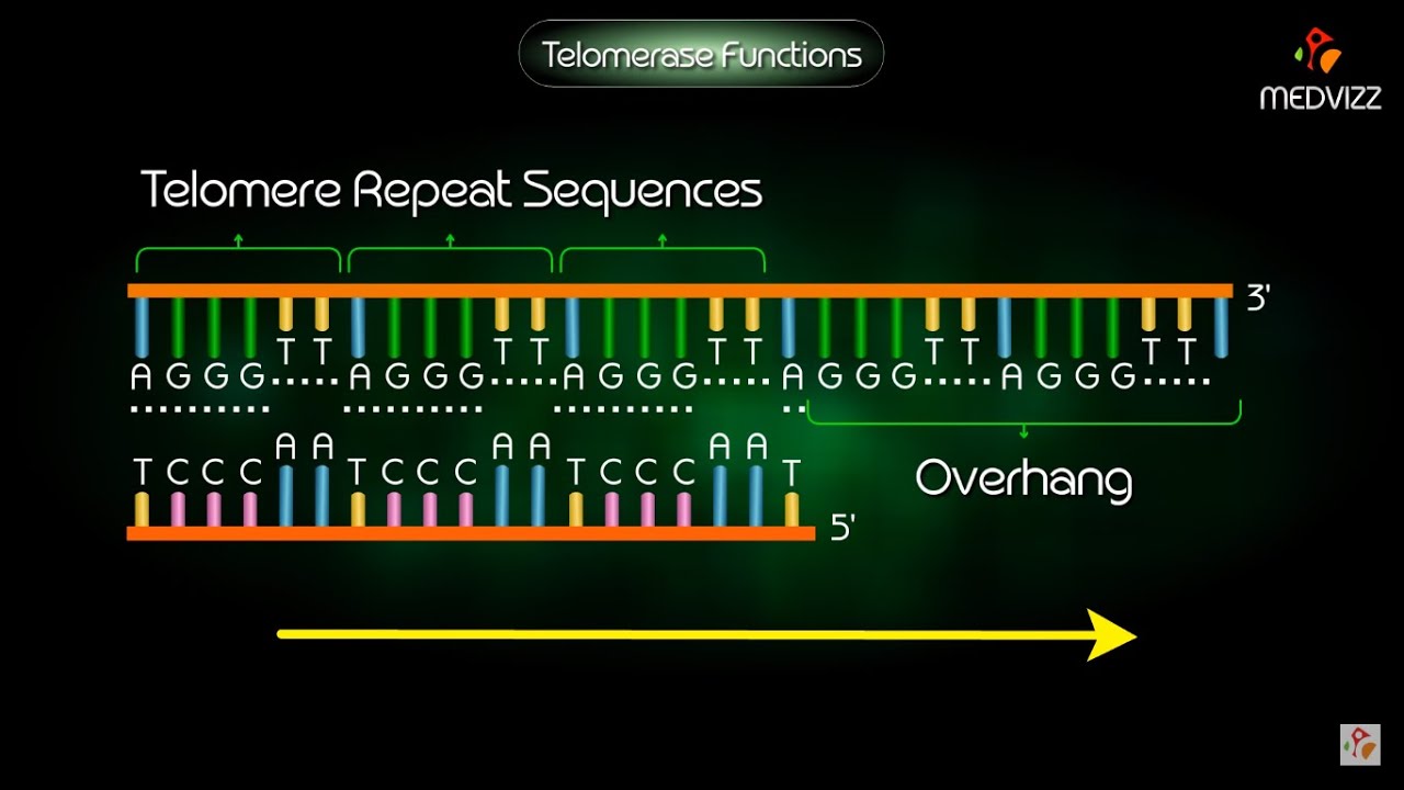 Telomerase Function