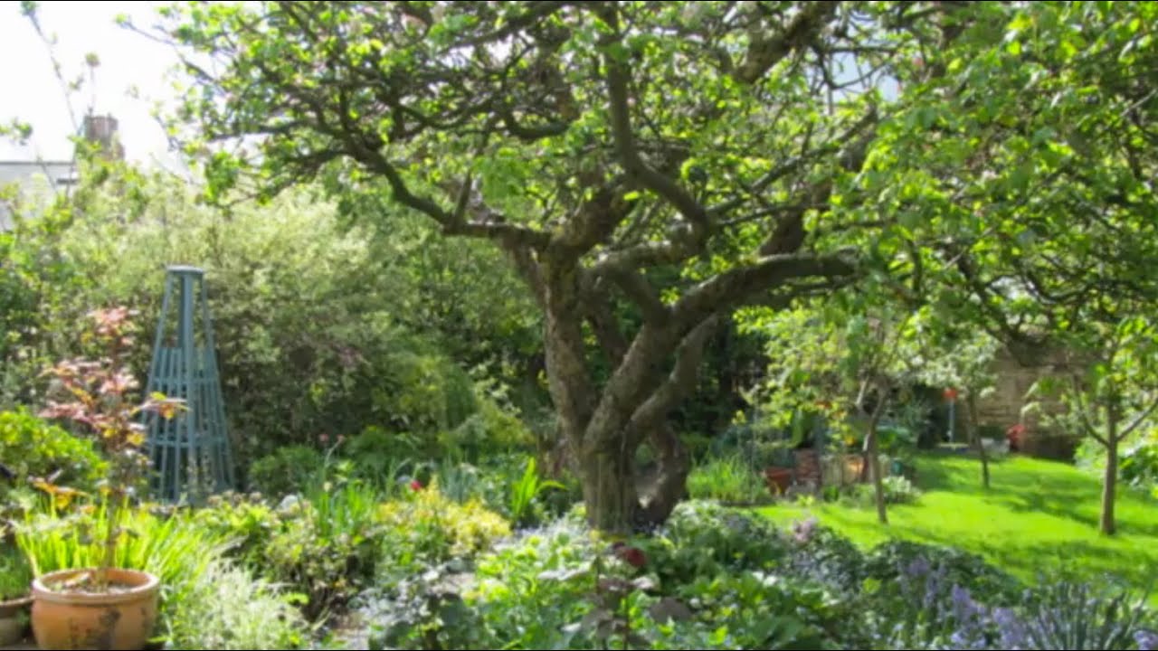 Back Yard Fruit Trees