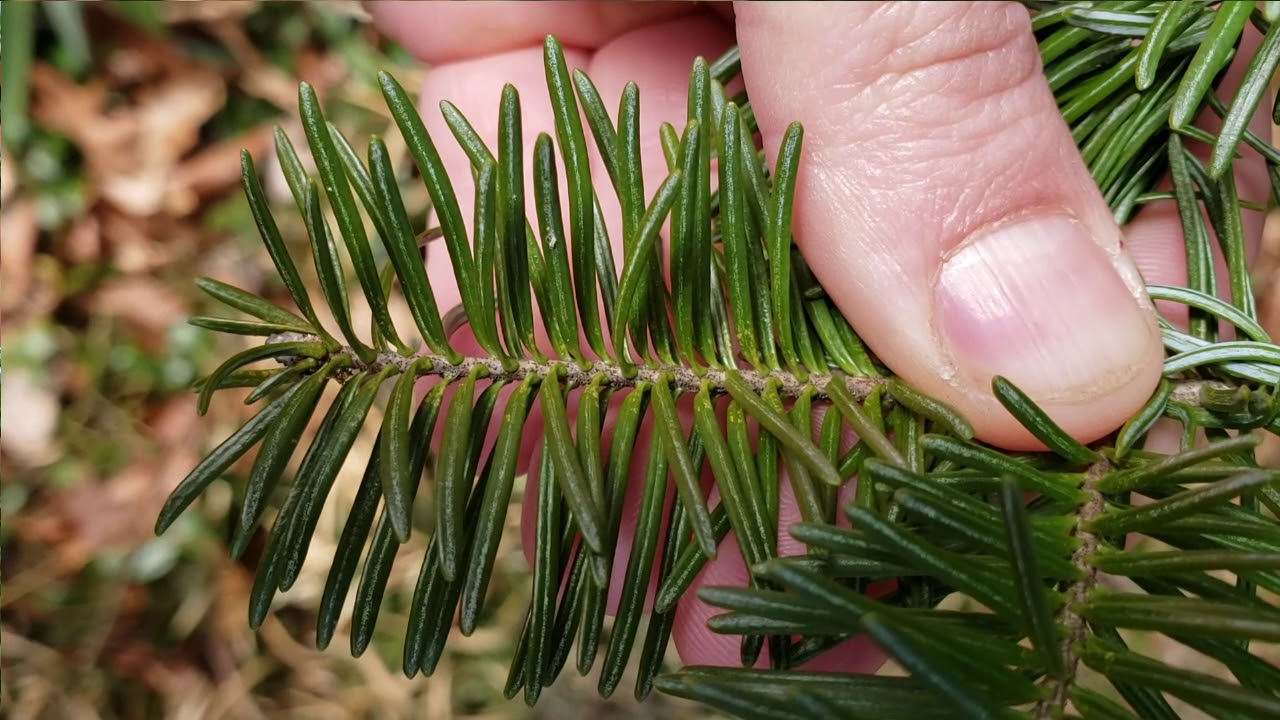 Identify Fir Trees