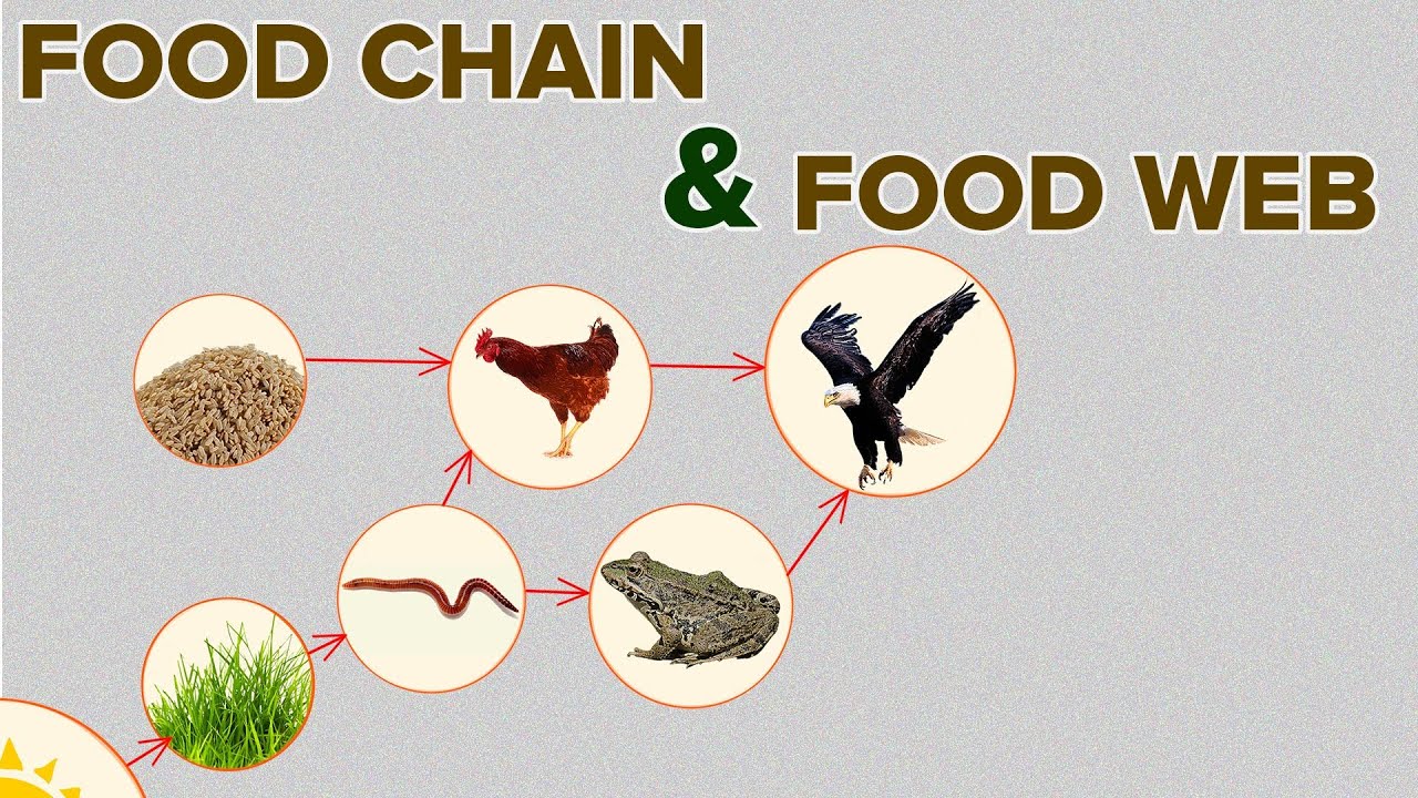 Food Chain And Food Web Similarities