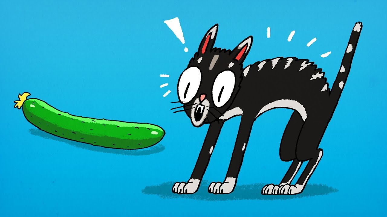 That'S Why Cats Are Afraid Of Cucumbers - Youtube