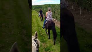 Apple Orchard Ride