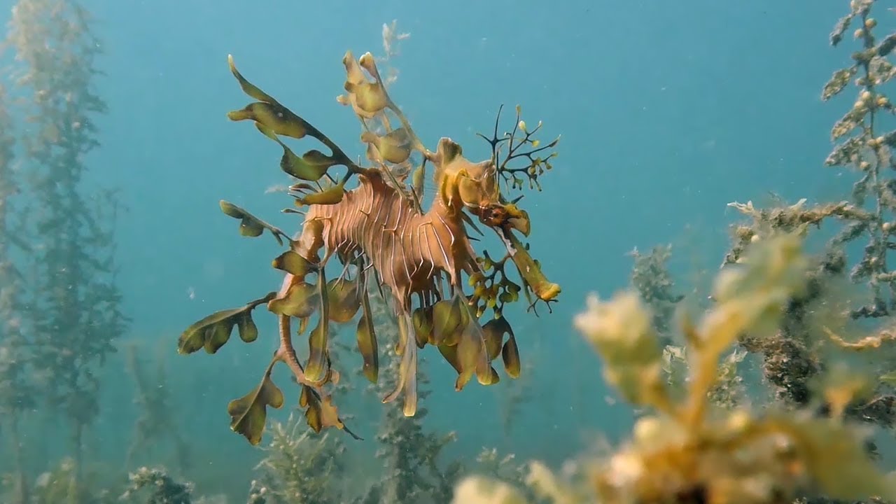 Diving In South Australia Leafy Sea Dragon Sea Lions More