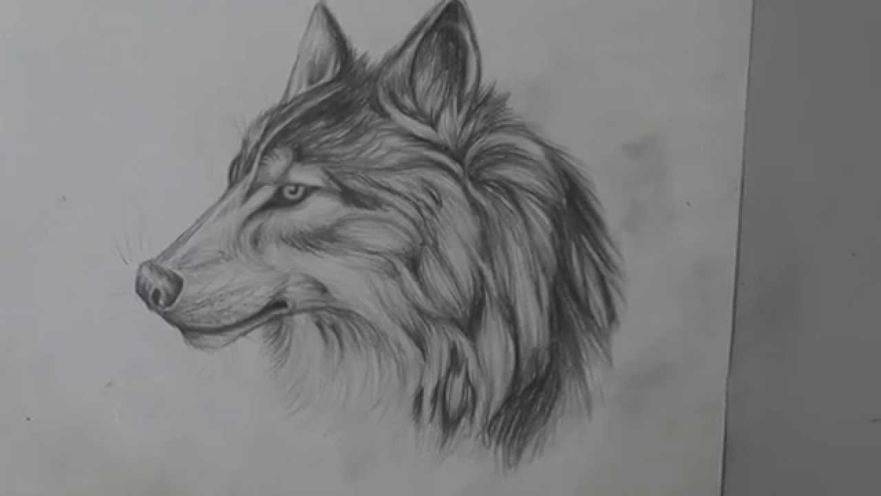 Wolf Pack Drawings In Pencil