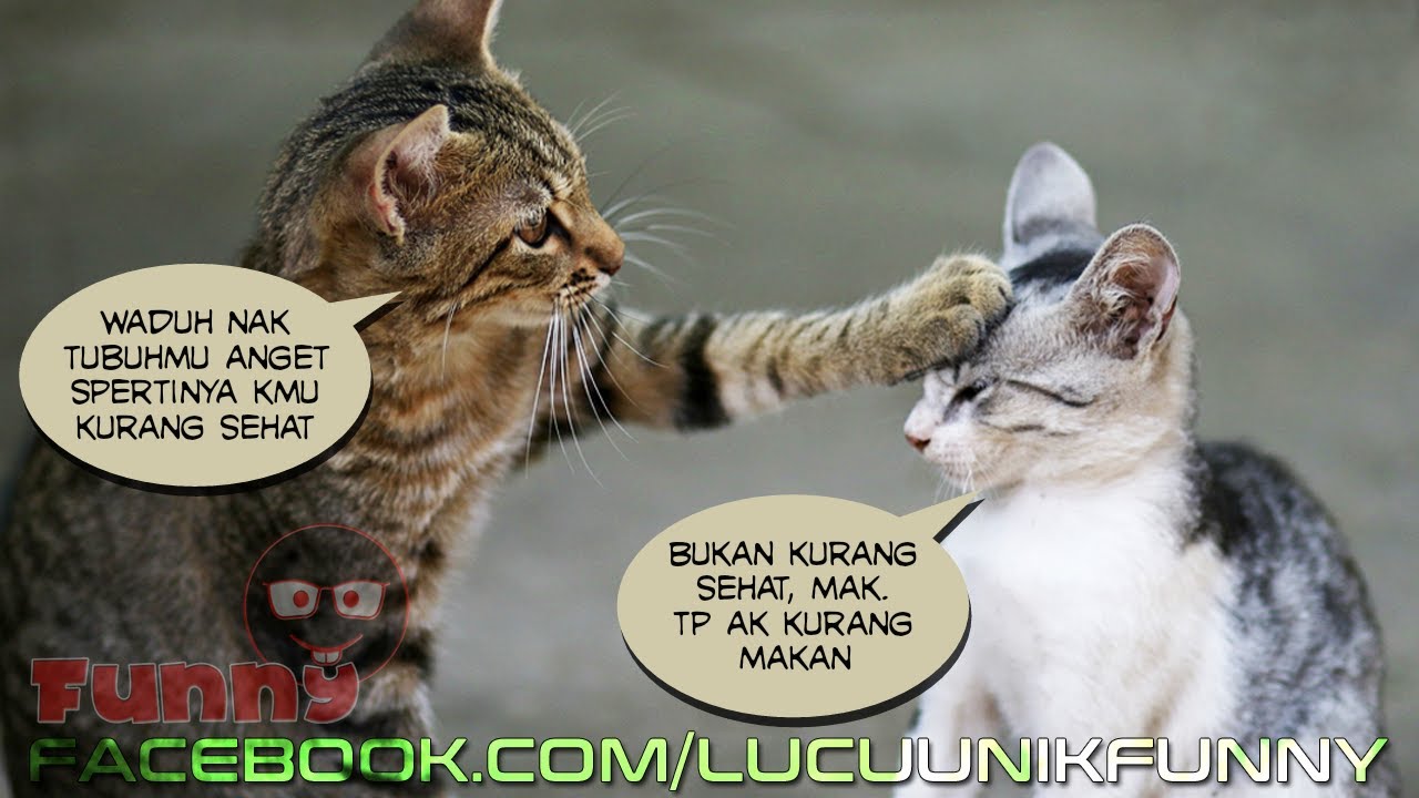 22 Gambar Kucing Lucu Imut Dibuat Meme Kocak Youtube