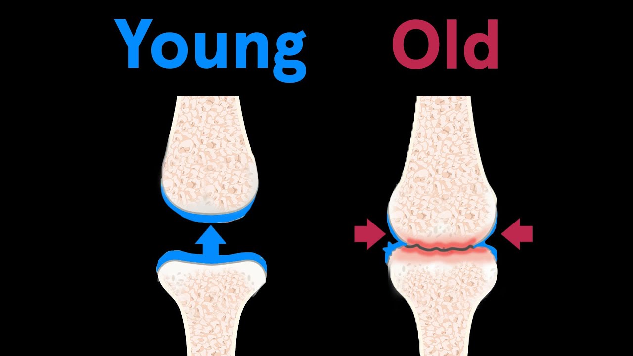 How Every Organ in Your Body Ages From Head to Toe | WIRED