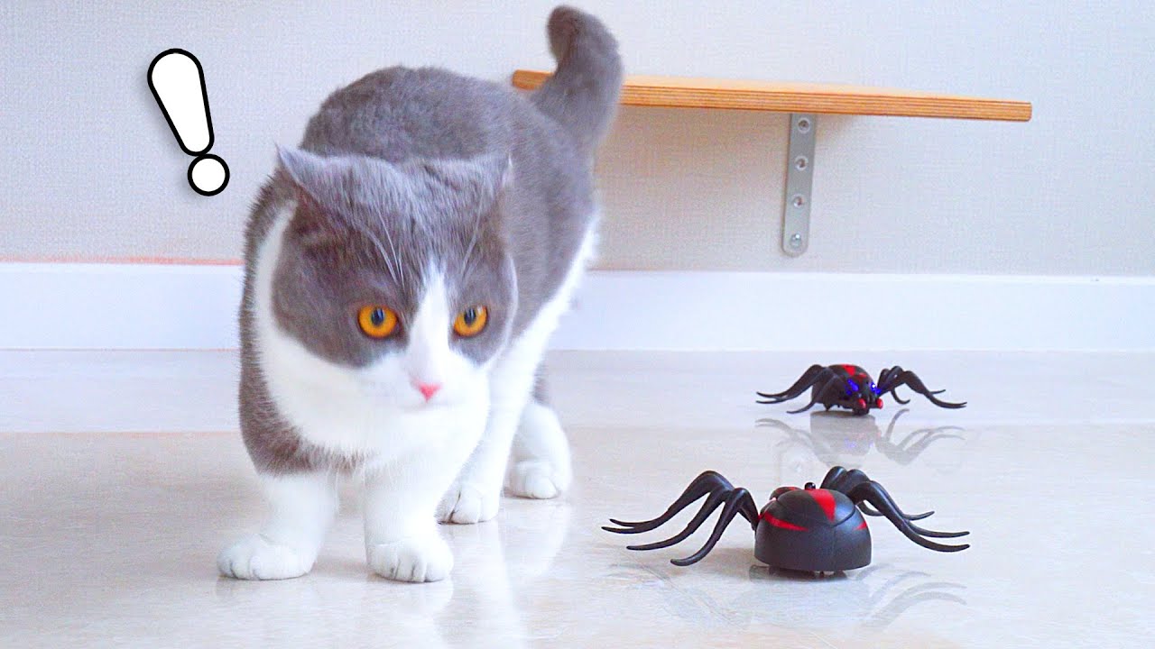 Cats Pranked By Giant Spiders - Youtube