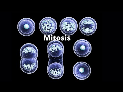 What happens in the four stages of mitosis?