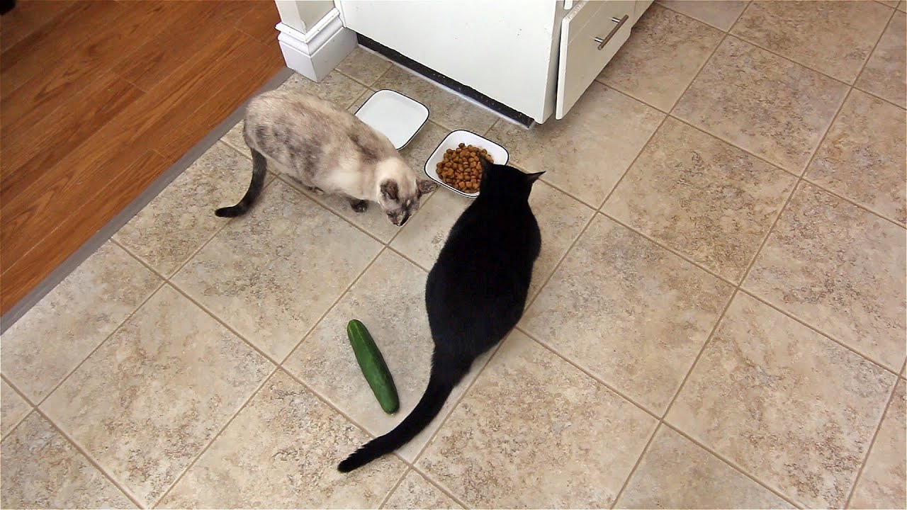 Cats Vs Cucumber - Youtube