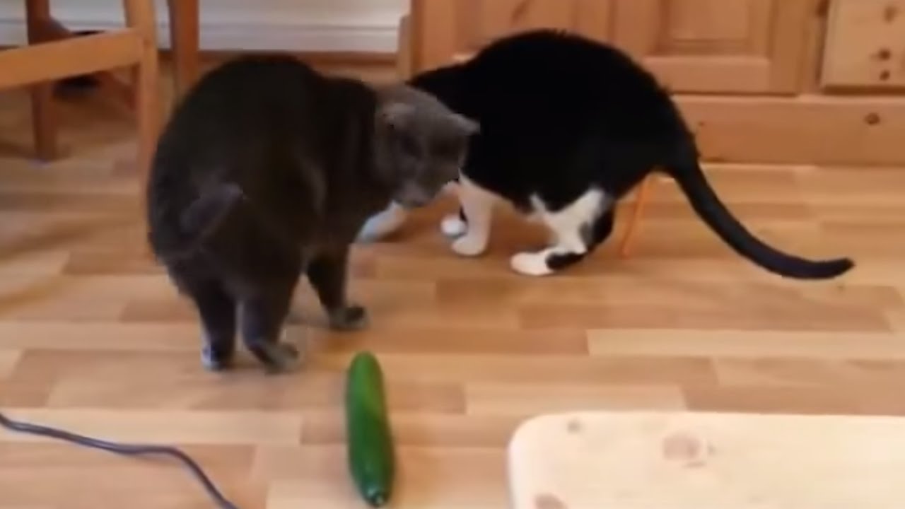 Why Are Cats Afraid Of Cucumbers? | What'S Trending Now - Youtube