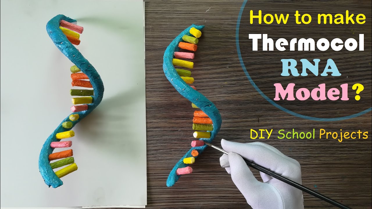 Simple Rna Model