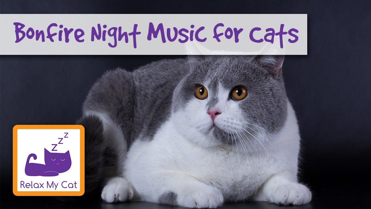 Music For Scared Cats On Guy Fawkes Bonfire Night - Cats Scared Of Fireworks  - Youtube