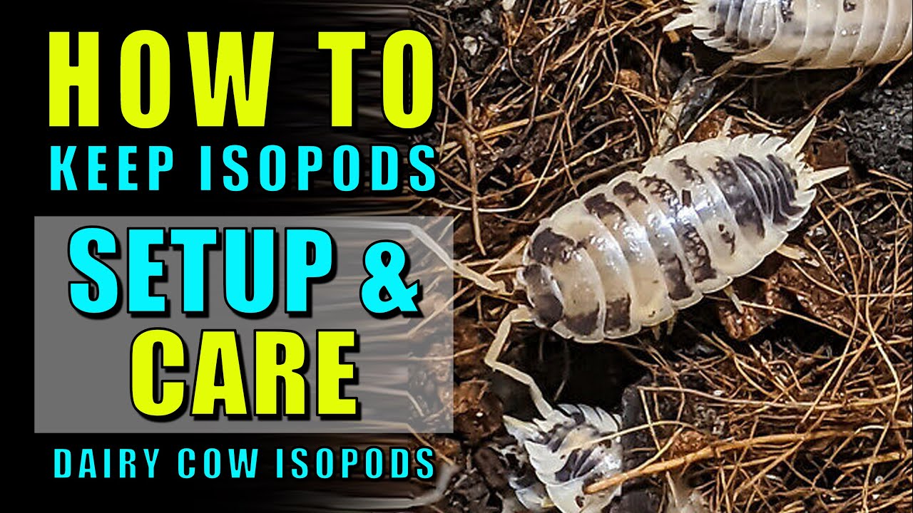 How To Keep Isopods Setup Care For Porcellio Laevis Dairy Cow Isopods Youtube