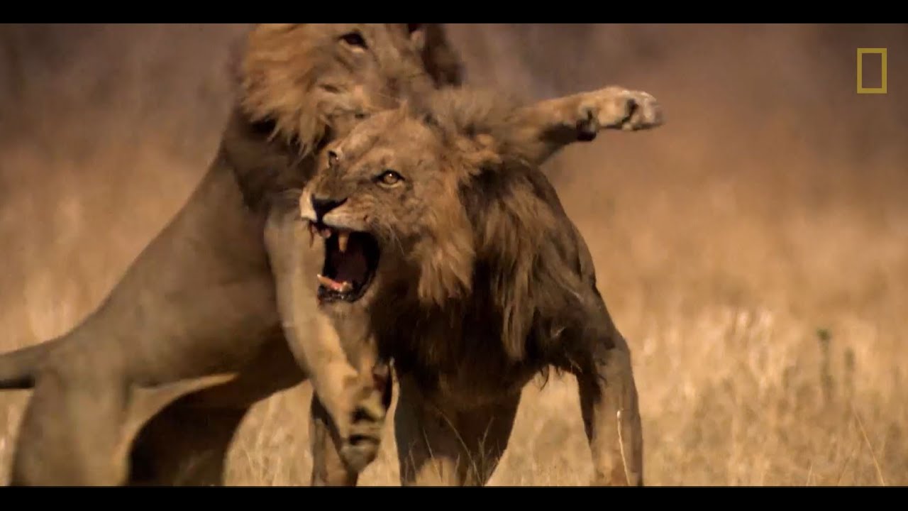 Top 50+ imagen documental de leones peleando