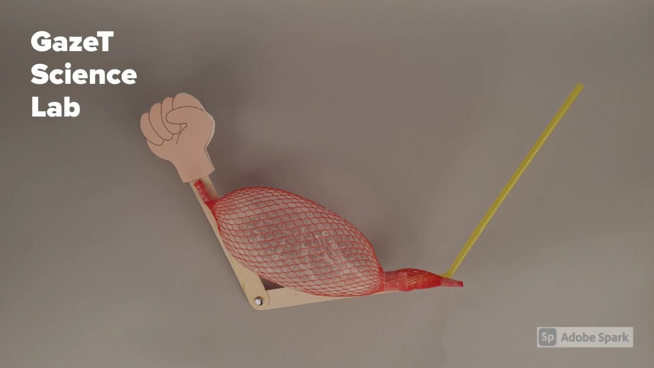 MAKE! arm muscle model - YouTube