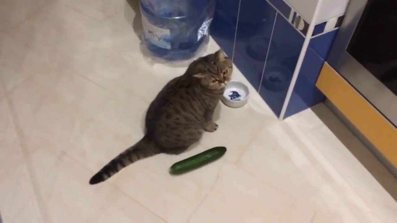 Funny Cats Scared Of Cucumbers - Cat Vs Cucumber Compilation - Youtube