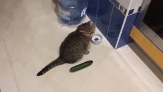 Why Are Cats So Insanely Afraid Of Cucumbers? | Iflscience