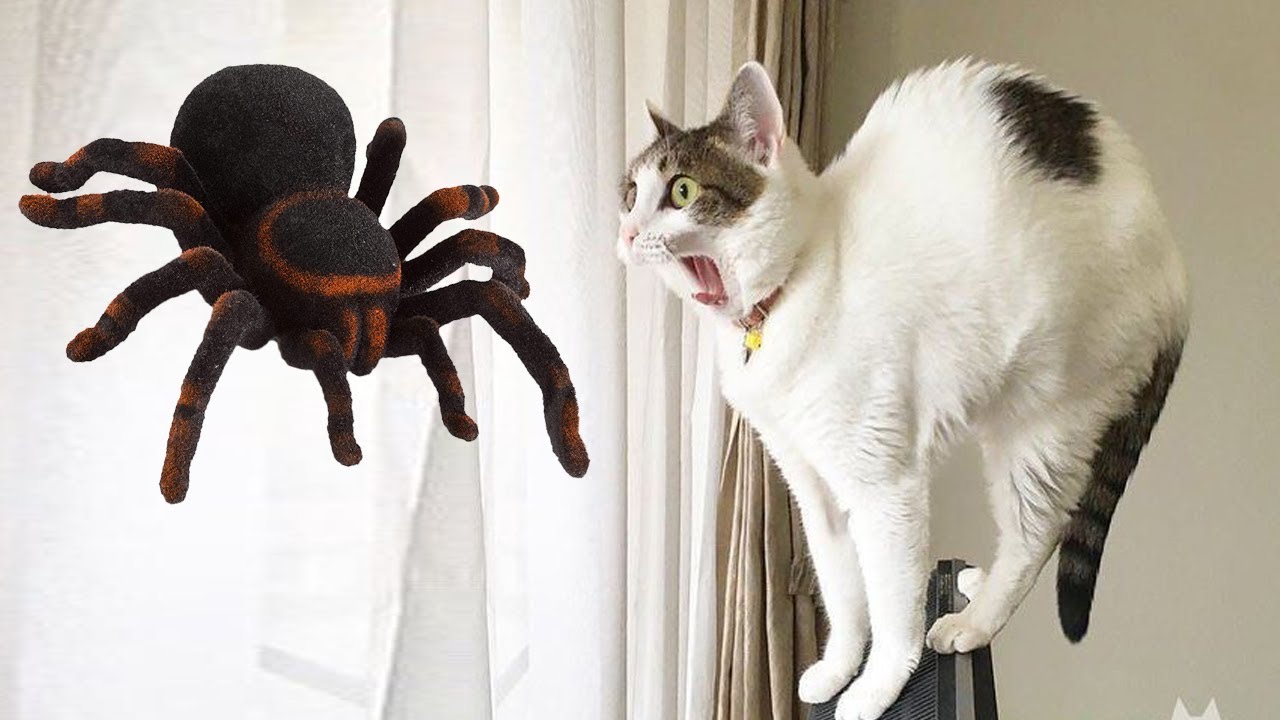 Funniest Moment When Cat Scared | 🙀 Cats Vs Giant Spider | Funny Cat  Videos - Youtube