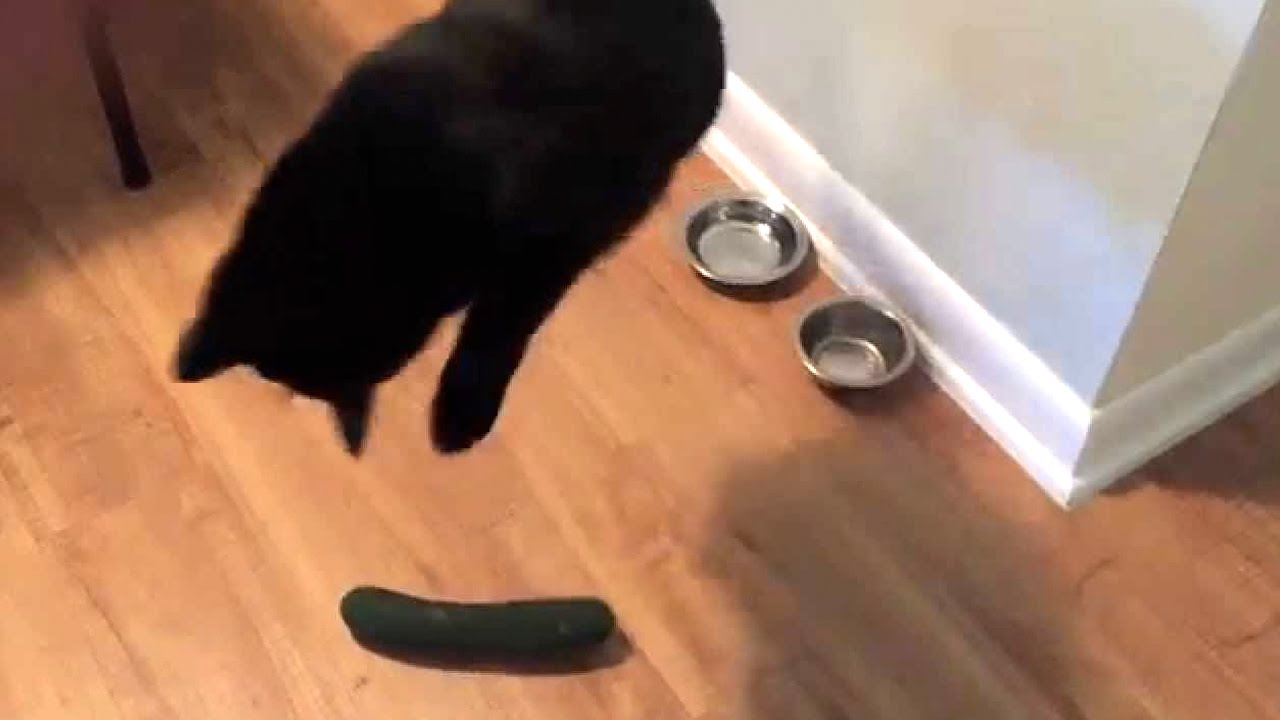 Cat Vs Cucumber 😂 (Hd) [Funny Pets] - Youtube