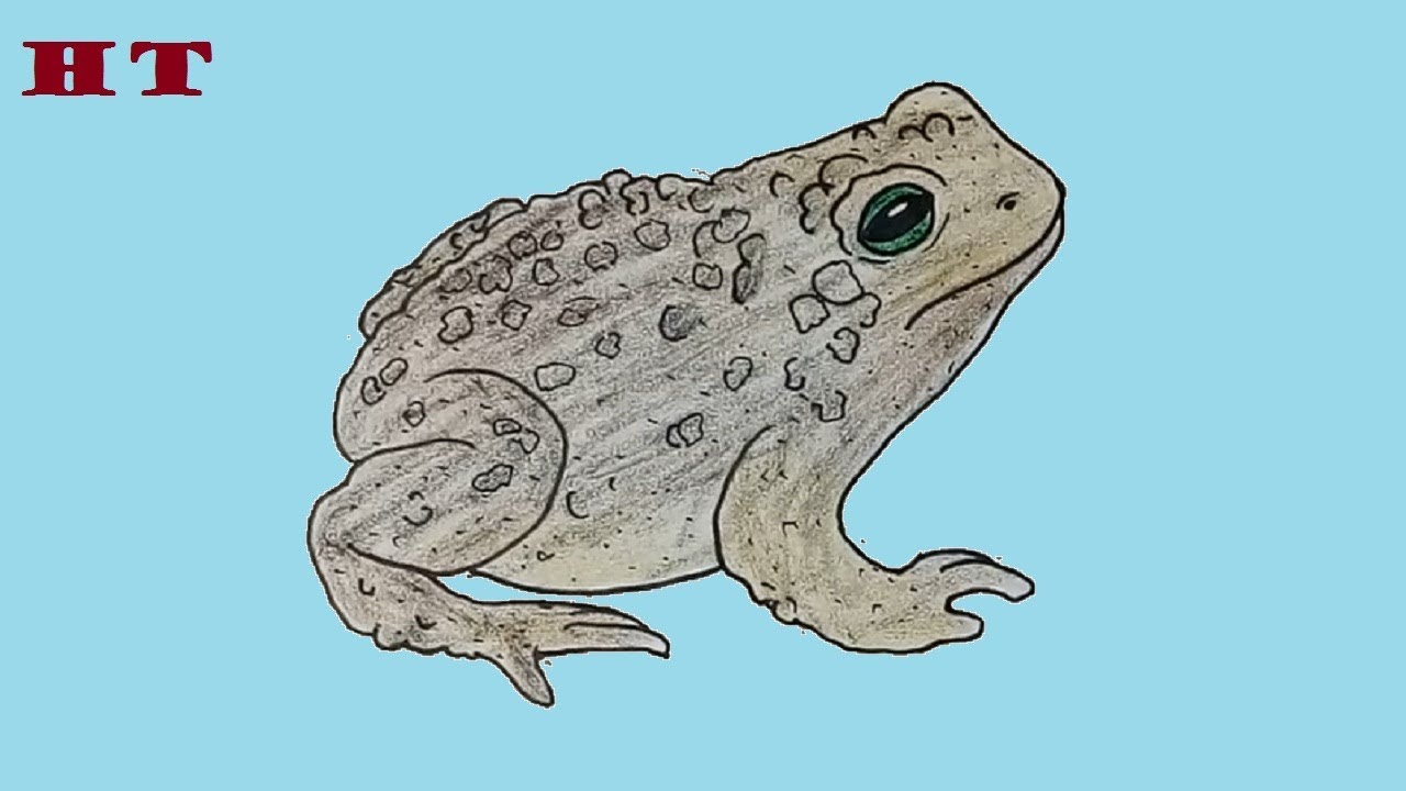 How To Draw A Cane Toad