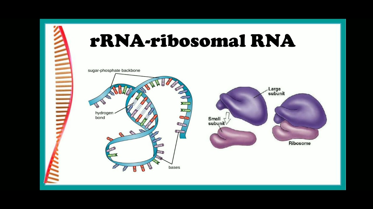 RNA Definition, Structure, Types, Functions Britannica, 58% OFF