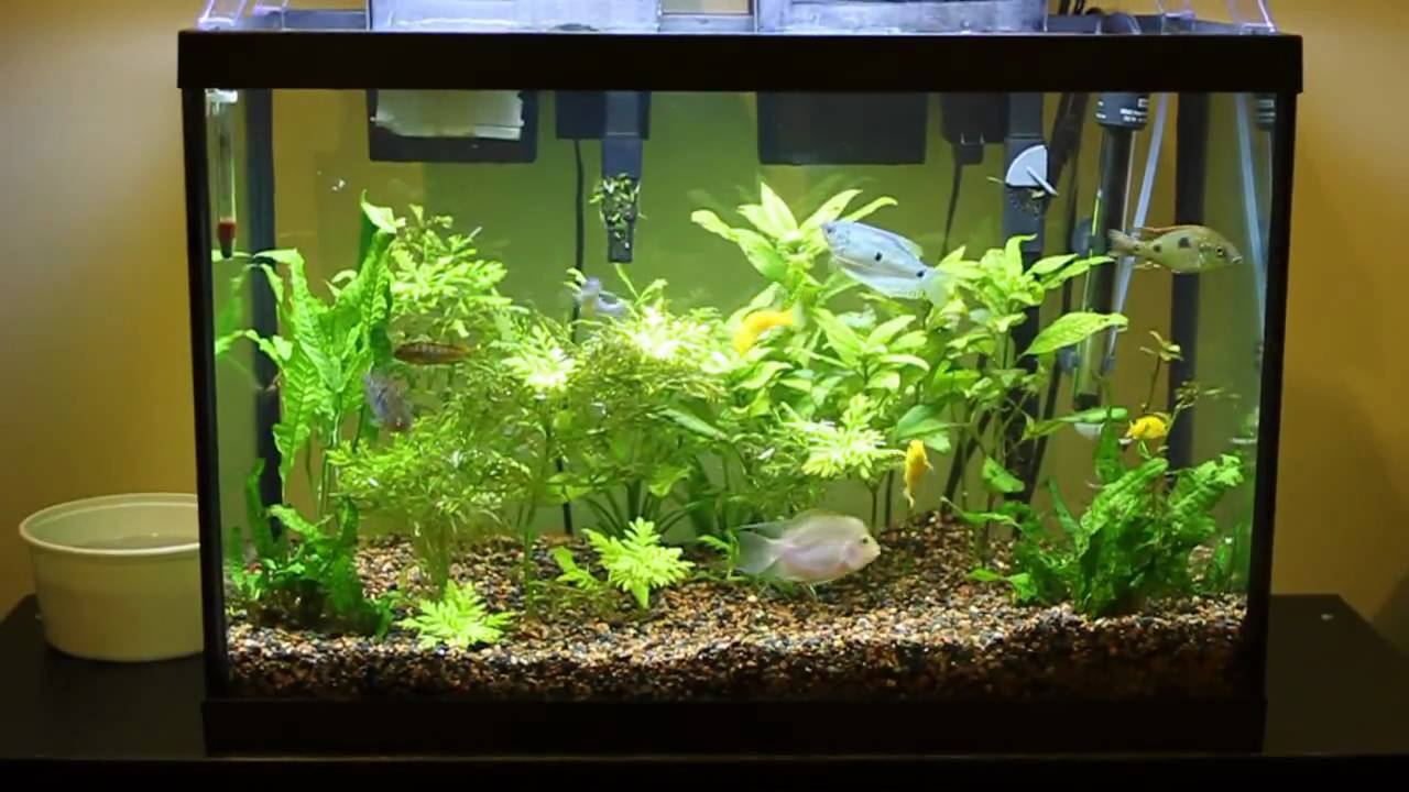 Cool 20 Gallon Fish Tank Ideas - Zig Gammg