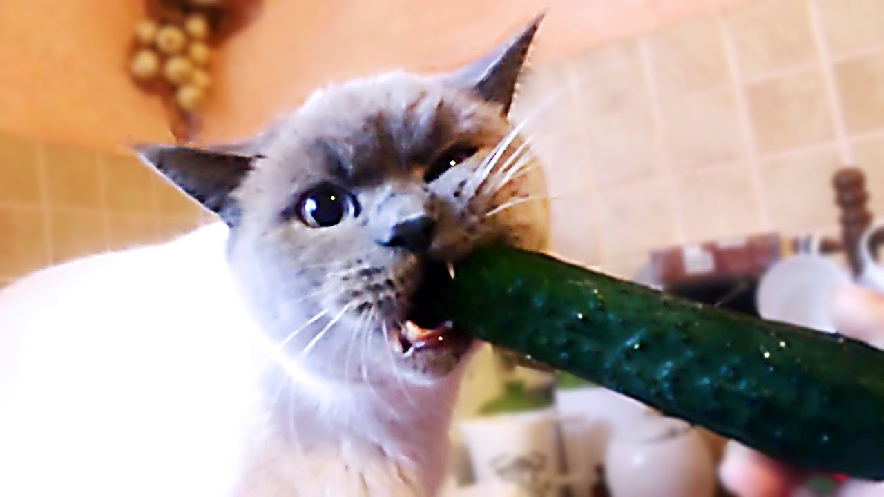 Shop Funny Cat Videos With Cucumbers | Up To 58% Off