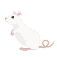 White rat standing up