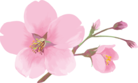 Real beautiful cherry blossom branch illustration-1 flower and bud decoration that seems to bloom No background (transparent)