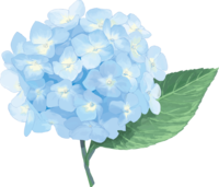 Fashionable and beautiful light blue blue hydrangea illustration (rainy season)