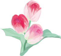 Real beautiful tulip illustration (pink flowers overlap and bloom