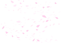 Cherry blossom background transparent illustration No background (cherry blossom petals are scattered fashionably)