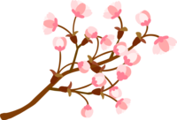 Flowering of buds with cute cherry blossoms with many branches