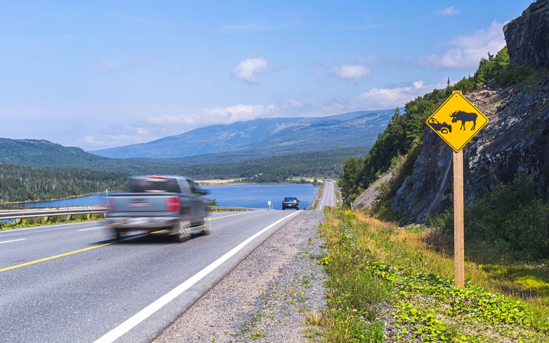 Navigating Wildlife Encounters on the Road