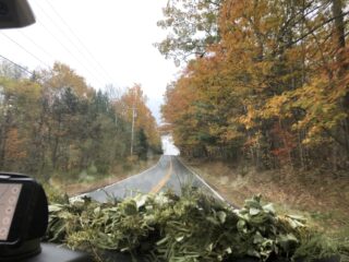 road with leaves changing