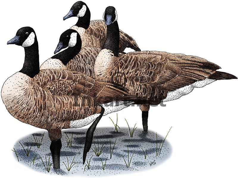 Geese Drawing at GetDrawings Free download