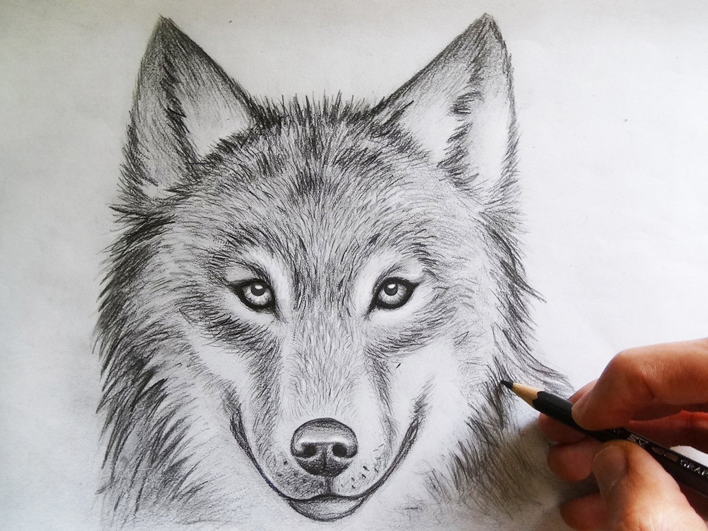 Wolf Drawing Face at GetDrawings Free download