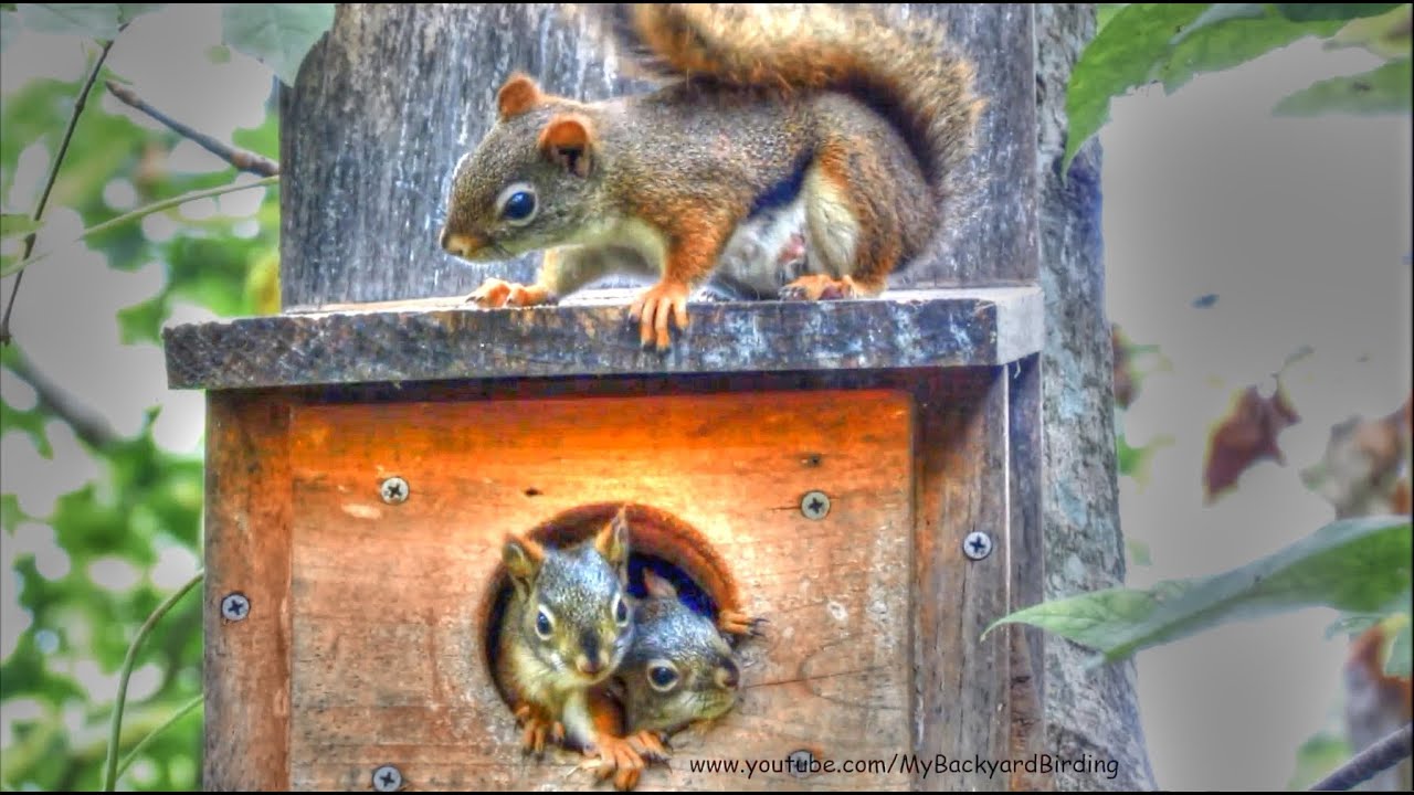 Red Squirrel Babies in Nest Box YouTube