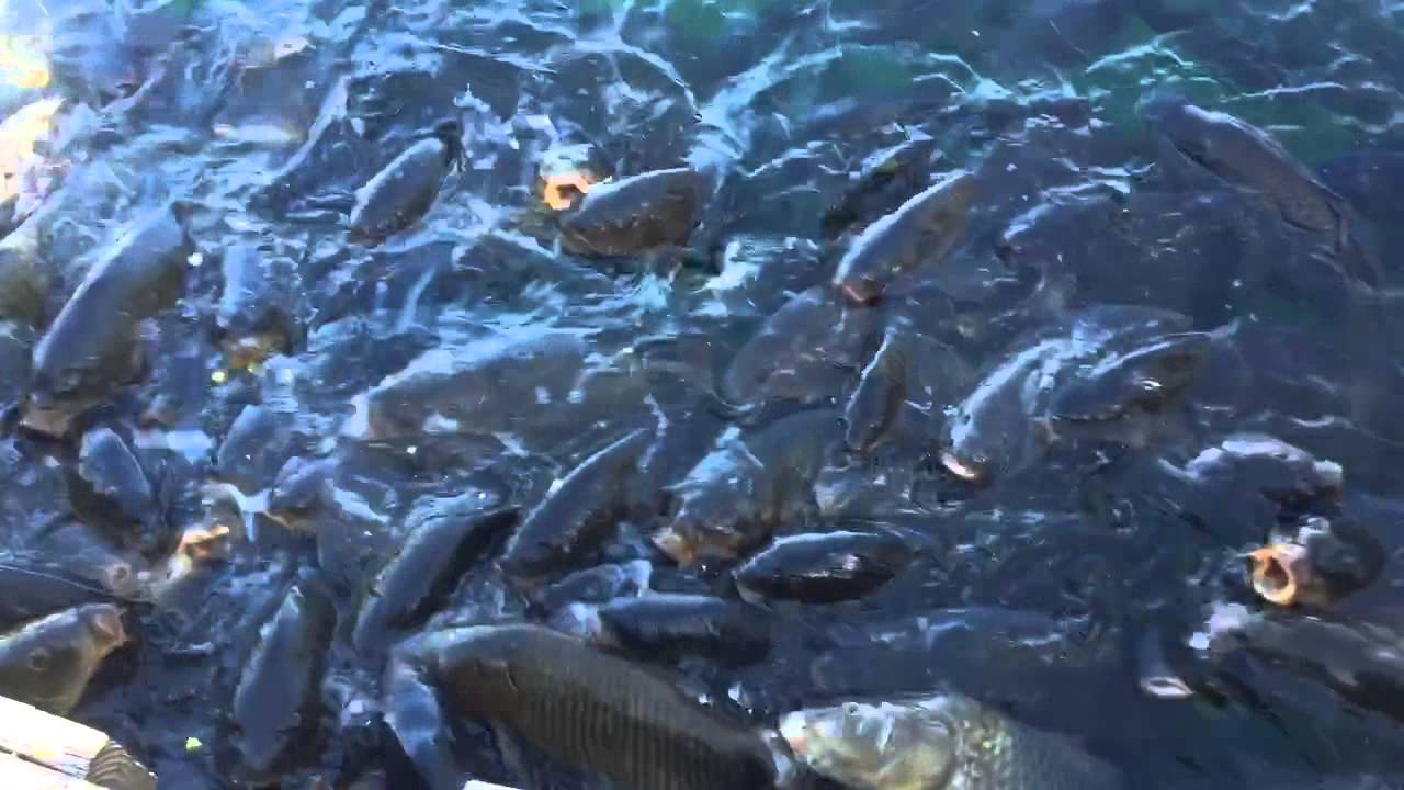 Lake Mead Fish Feeding YouTube