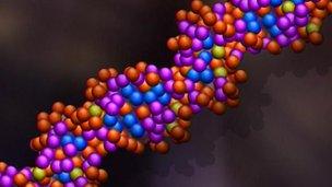 Model of human DNA strand