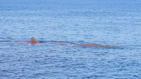 An injured sperm whale in the Strait of Gibraltar. The animal was struck by a vesssel