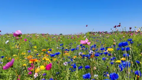 A field of grasses and wildflowers on blues, pinks, yellows and whites with bright blue skies