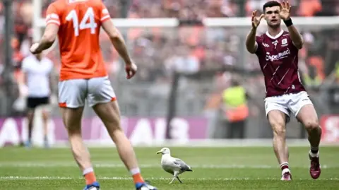 Seagull on pitch between players from Galway and Armagh