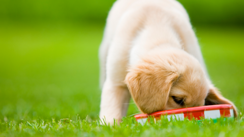 Dog and food bowl