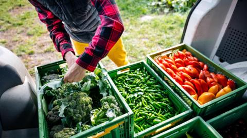 Farmer sorting vegetables in boxes in a white van