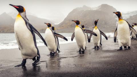 King penguins on South Georgia