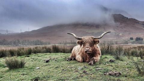 Highland cow lying down on grass. Low cloud drifts across a hill behind it.