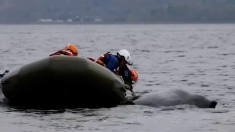 Three rescuers wearing life jackets and hard hats work to free a humpback whale in a sea loch